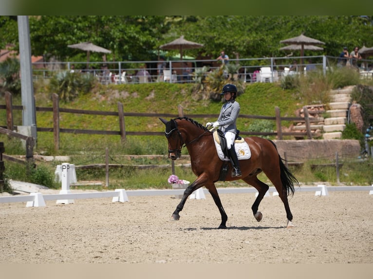 KWPN Gelding 9 years 16,1 hh Brown in Valencia