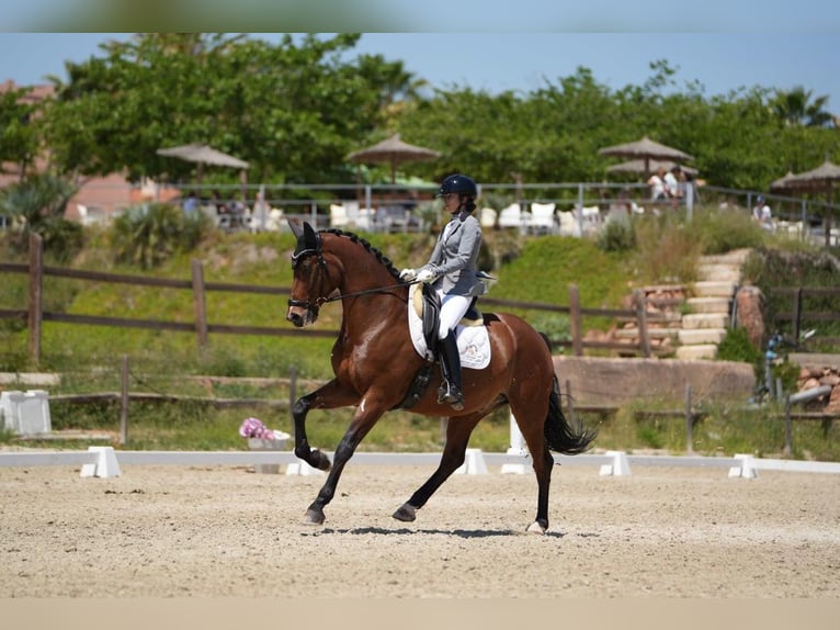 KWPN Gelding 9 years 16,1 hh Brown in Valencia