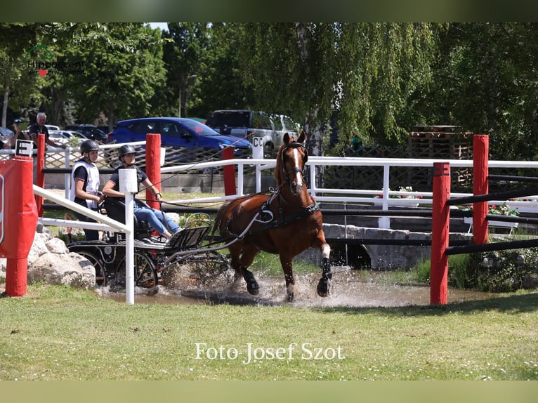 KWPN Gelding 9 years 16,1 hh Chestnut-Red in Amstetten