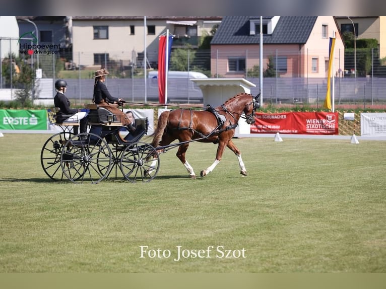 KWPN Gelding 9 years 16,1 hh Chestnut-Red in Amstetten