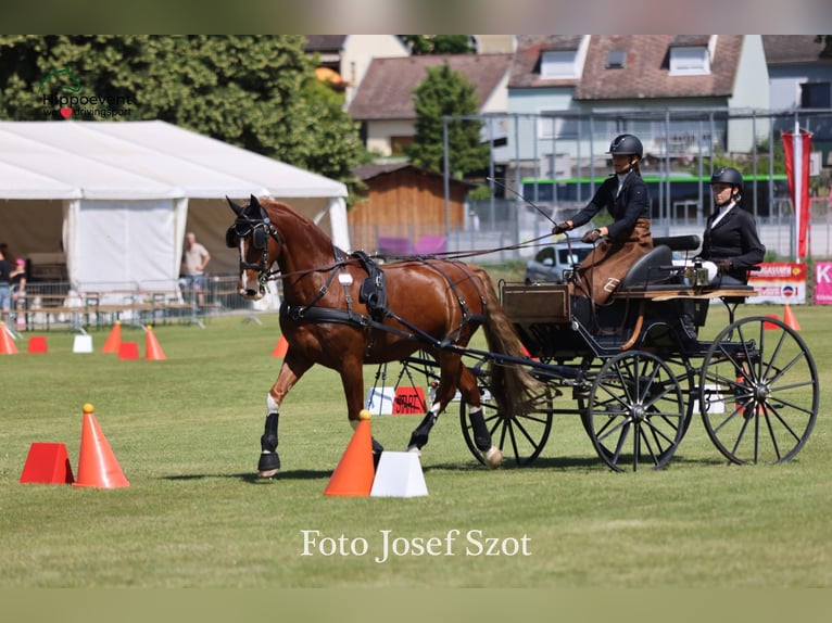 KWPN Gelding 9 years 16,1 hh Chestnut-Red in Amstetten