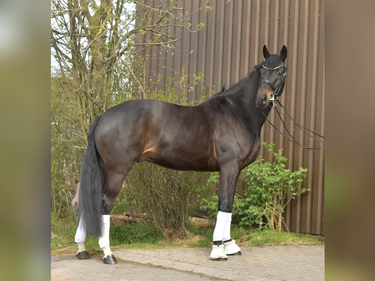 KWPN Gelding 9 years 16,2 hh Bay-Dark in Geilenkirchen