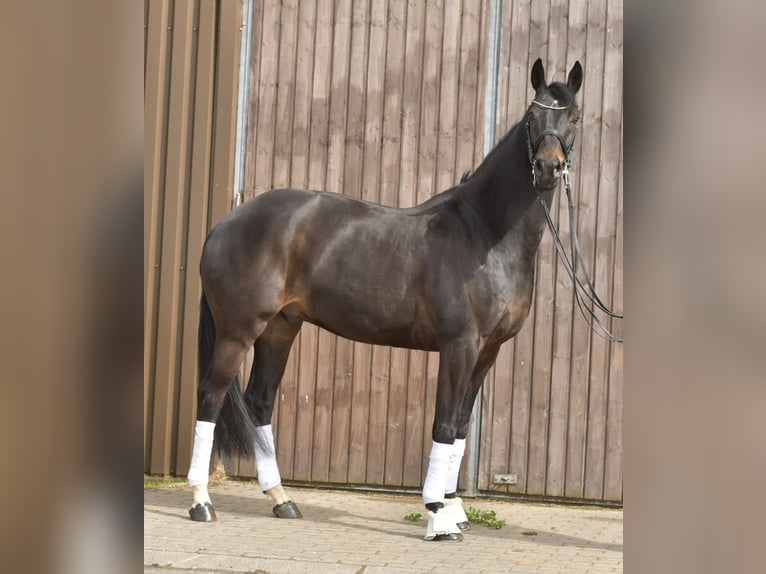KWPN Gelding 9 years 16,2 hh Bay-Dark in Geilenkirchen