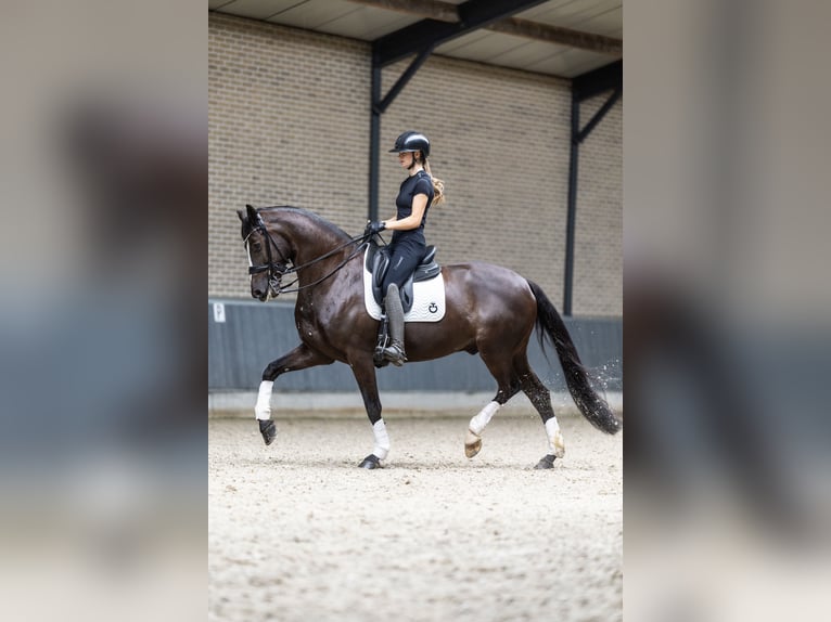 KWPN Gelding 9 years 16,2 hh Black in Ammerzoden