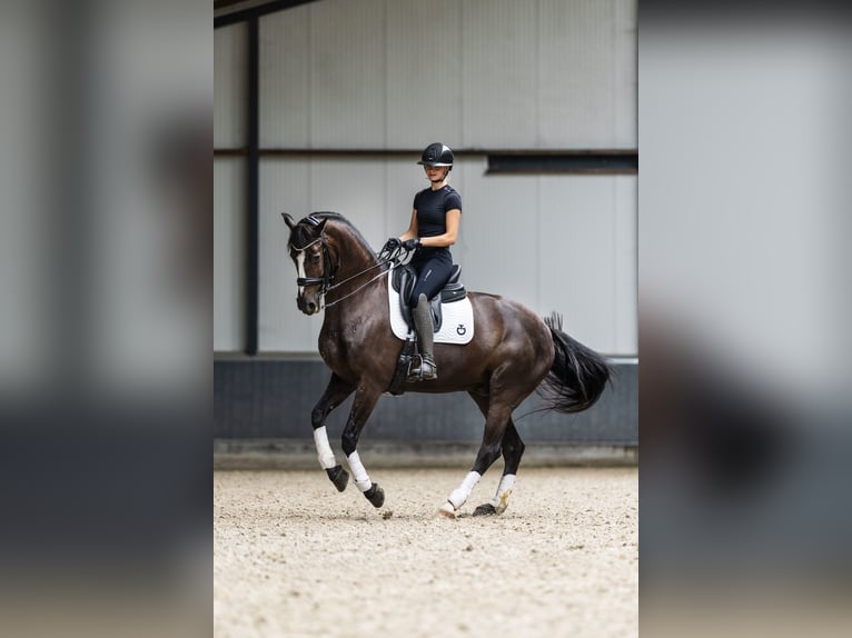 KWPN Gelding 9 years 16,2 hh Black in Ammerzoden
