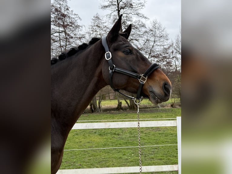 KWPN Gelding 9 years 16,2 hh Brown in Blieskastel