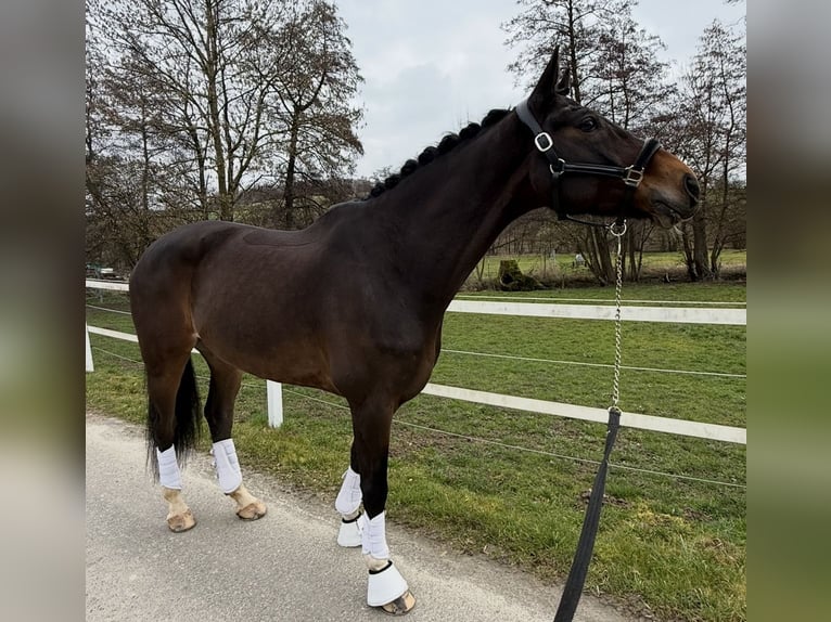 KWPN Gelding 9 years 16,2 hh Brown in Blieskastel
