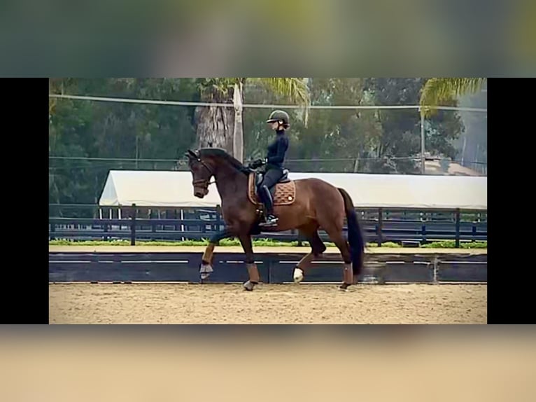 KWPN Gelding 9 years 16,2 hh Brown in San Marcos, California