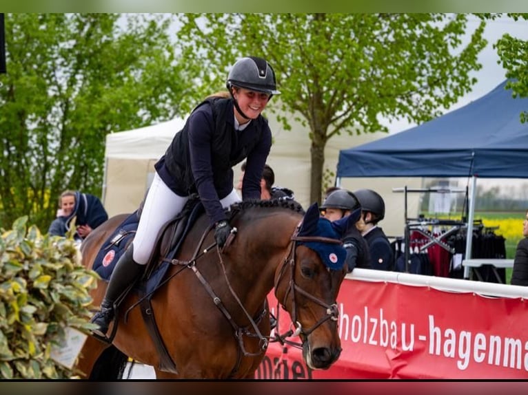 KWPN Gelding 9 years 16,2 hh Brown in Gerstetten