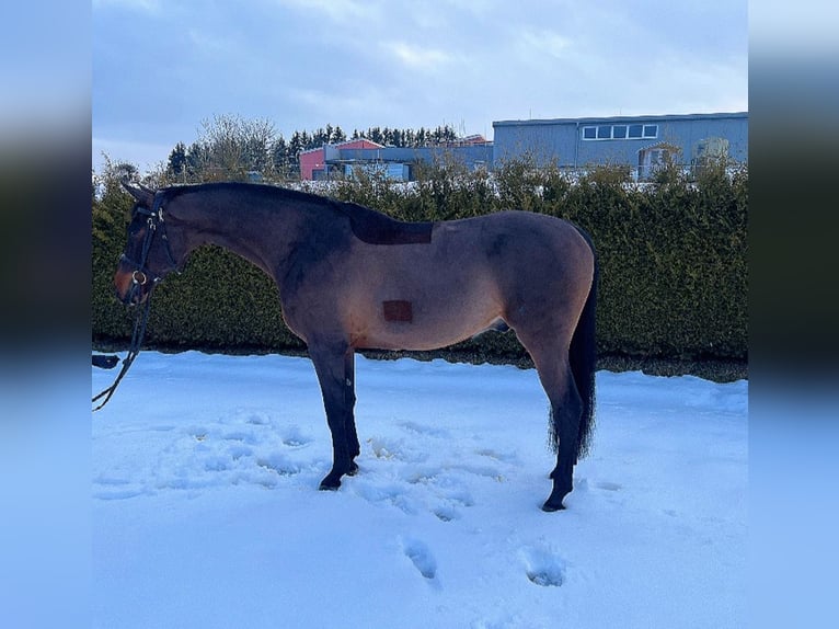 KWPN Gelding 9 years 16,2 hh Brown in Gerstetten