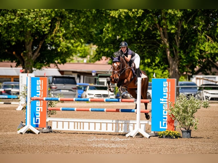 KWPN Gelding 9 years 16,2 hh Brown in Gerstetten