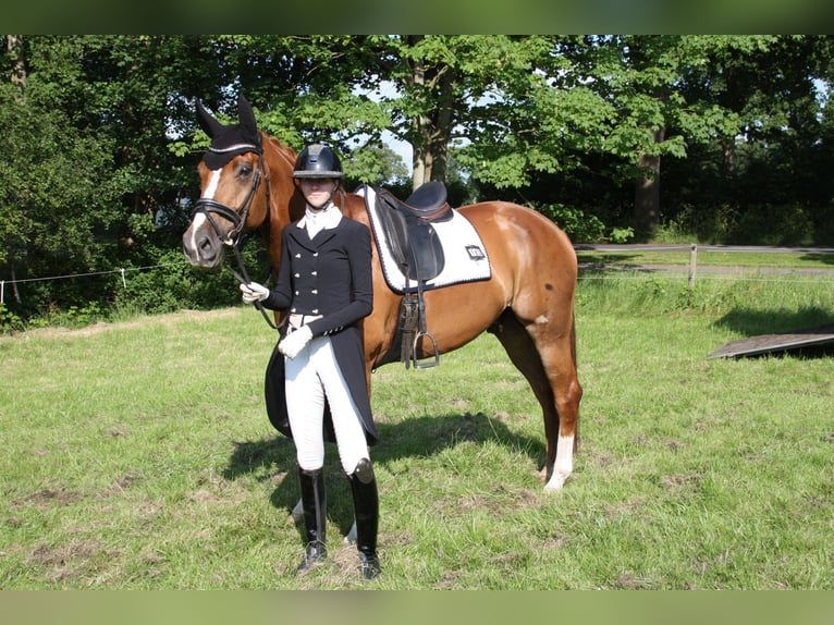 KWPN Gelding 9 years 16,3 hh Chestnut-Red in Emmer-Compascuum