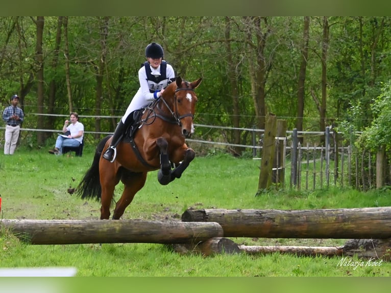 KWPN Gelding 9 years 17.1 hh Brown in Lüdinghausen