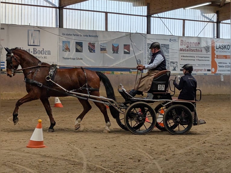 KWPN Gelding 9 years 17.1 hh Brown in Lüdinghausen