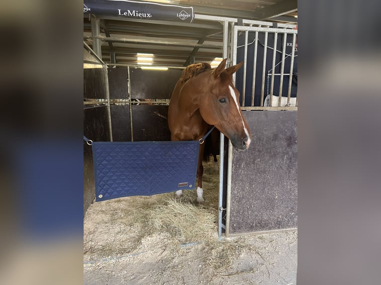 KWPN Gelding 9 years 17.1 hh Chestnut-Red in Prague