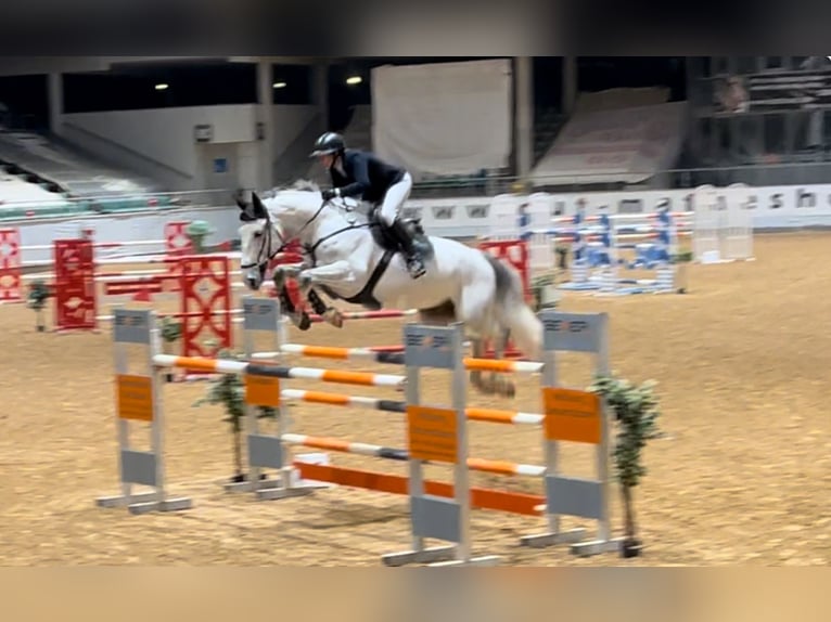 KWPN Gelding 9 years 17,1 hh Gray in Poxdorf