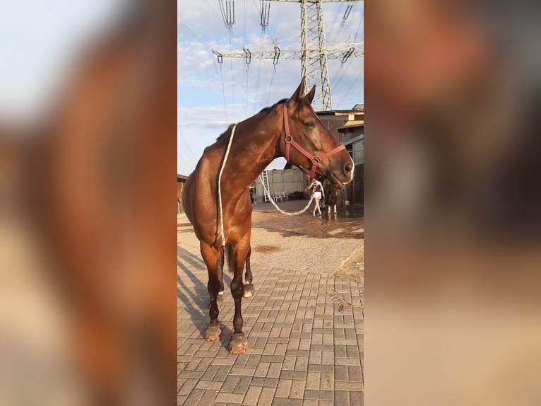 KWPN Gelding 9 years 17.2 hh Bay-Dark in Illingen