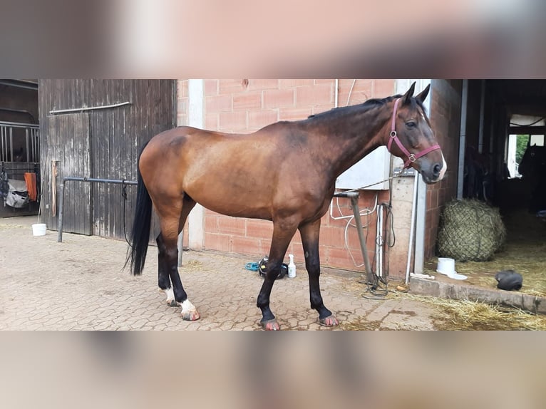 KWPN Gelding 9 years 17.2 hh Bay-Dark in Illingen
