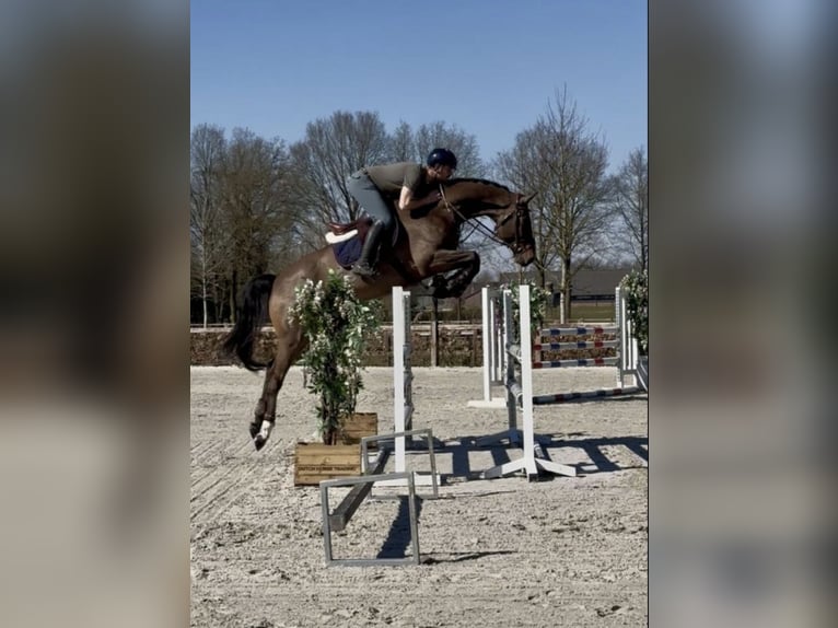KWPN Gelding 9 years 17 hh Bay-Dark in Dubai