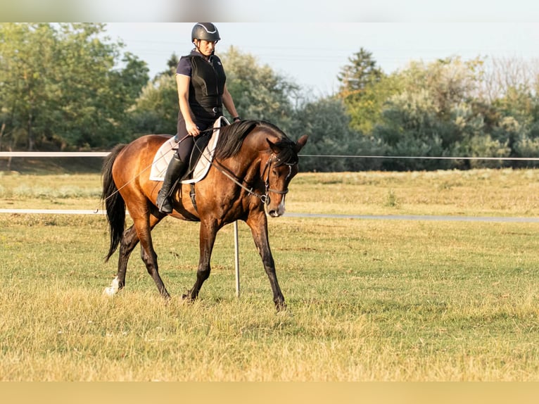 KWPN Mix Gelding 9 years 17 hh Bay in Lébény