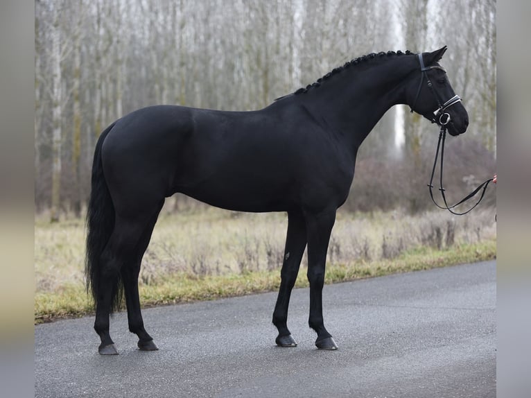 KWPN Gelding 9 years 17 hh Black in Dachau