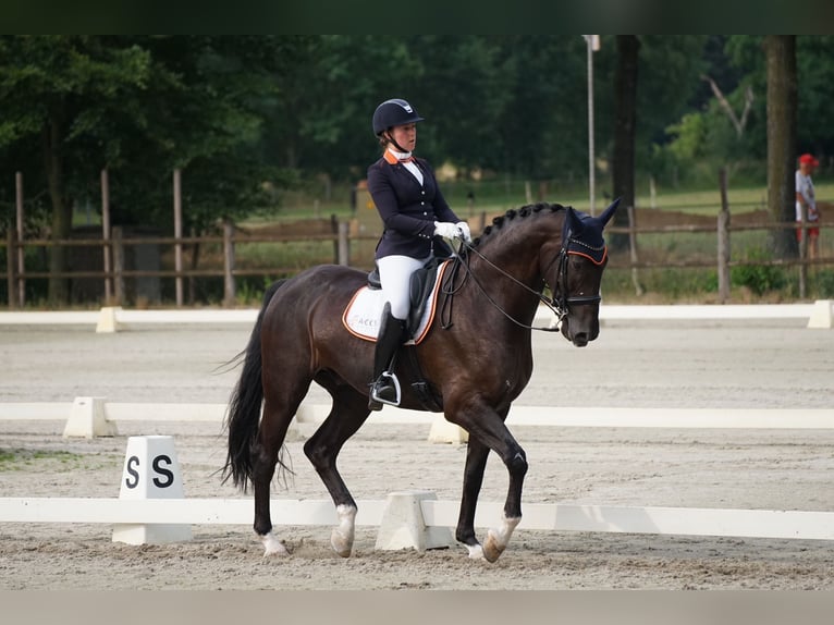 KWPN Gelding 9 years 17 hh Black in Lierop