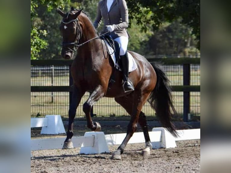 KWPN Gelding 9 years 17 hh Black in Nowa R&#xF3;&#x17C;a