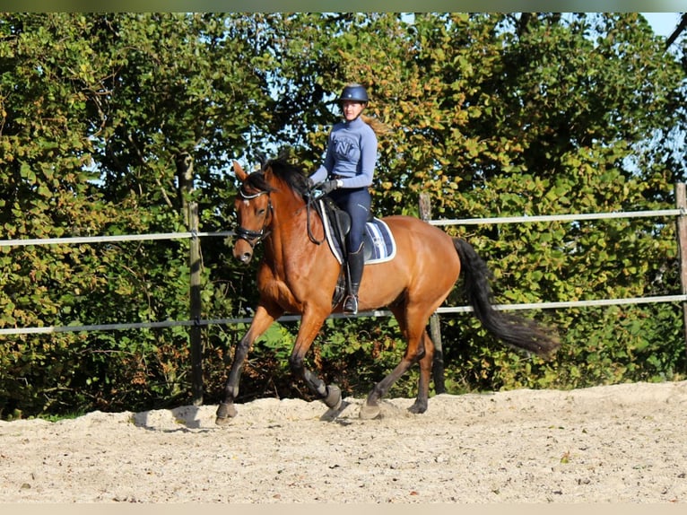 KWPN Gelding 9 years 17 hh Brown in Leeuwarden