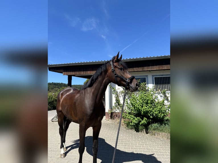 KWPN Gelding 9 years 17 hh Brown in Bad Homburg vor der Höhe
