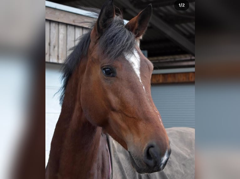 KWPN Gelding 9 years 17 hh Brown in Mettmann