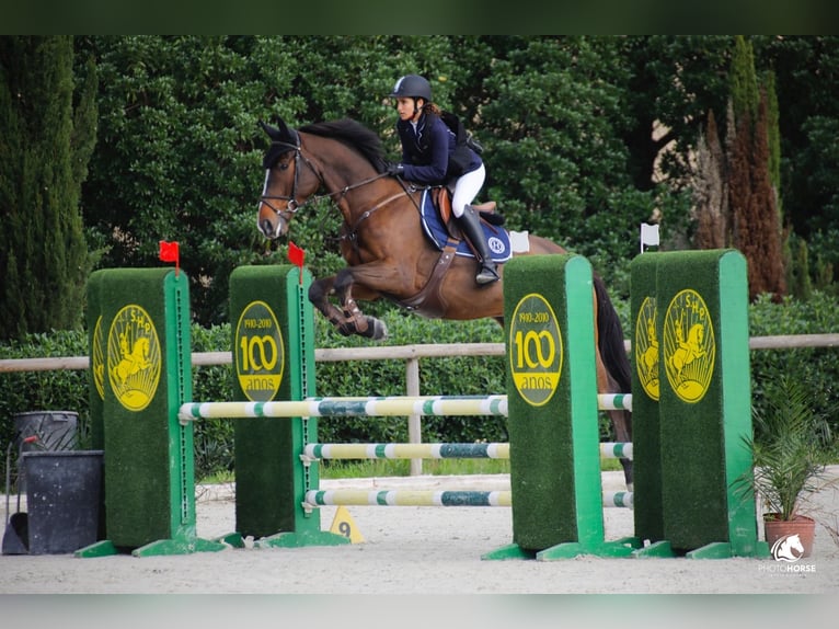 KWPN Gelding 9 years 17 hh Brown in Cascais