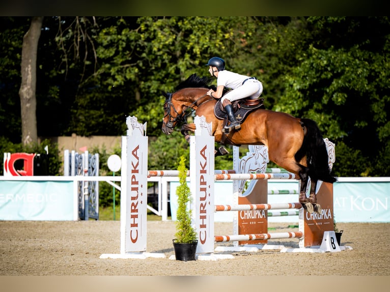 KWPN Gelding 9 years 17 hh Brown in Krzykowice