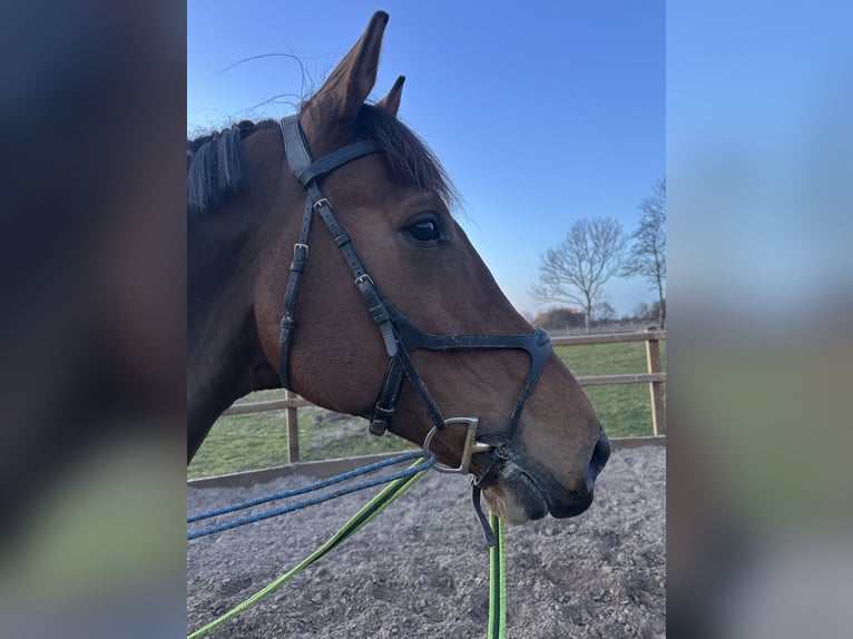 KWPN Gelding 9 years 17 hh Brown in Sappemeer