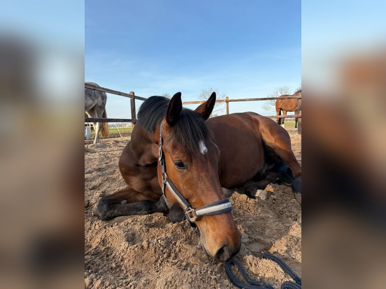 KWPN Gelding 9 years 17 hh Brown in Sappemeer