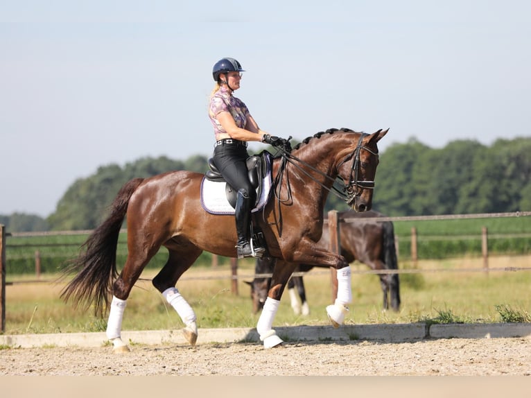 KWPN Gelding 9 years 17 hh Chestnut in Kronberg im Taunus