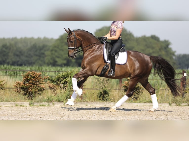 KWPN Gelding 9 years 17 hh Chestnut in Kronberg im Taunus