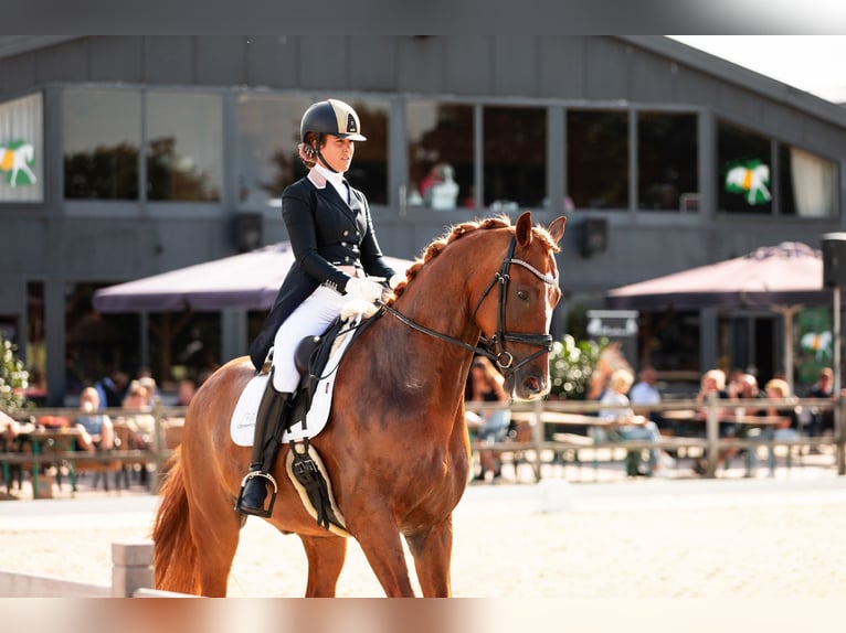 KWPN Gelding 9 years 17 hh Chestnut-Red in Harlingen