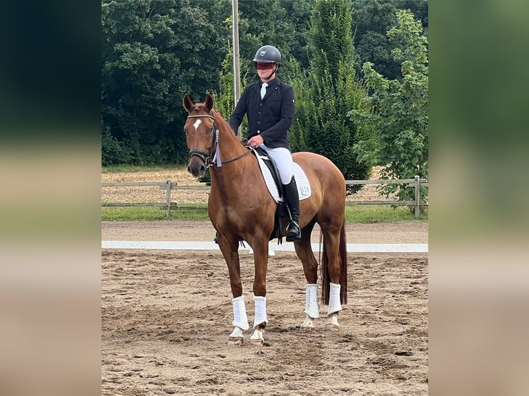 KWPN Gelding 9 years 17 hh Chestnut-Red in Weesow