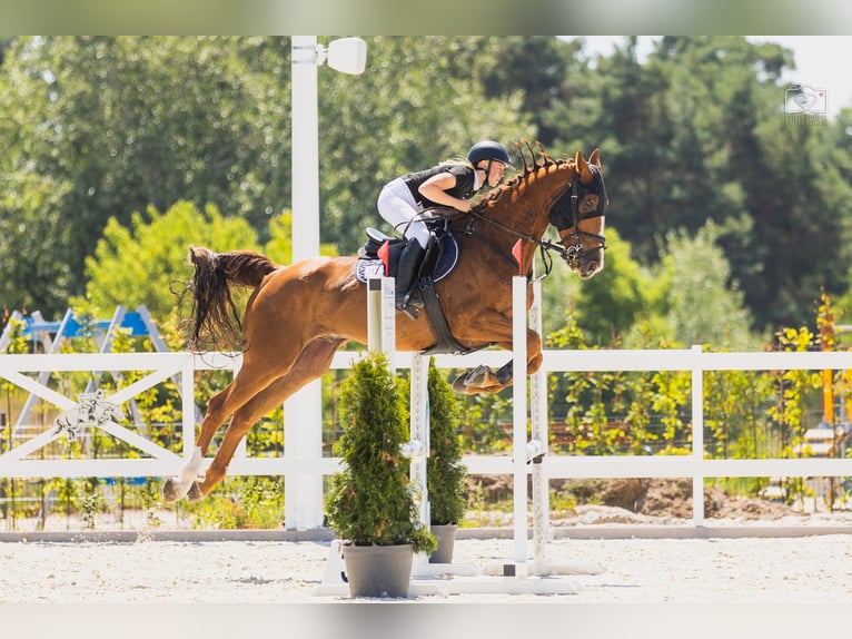 KWPN Gelding 9 years 17 hh Chestnut-Red in Pozna&#x144;