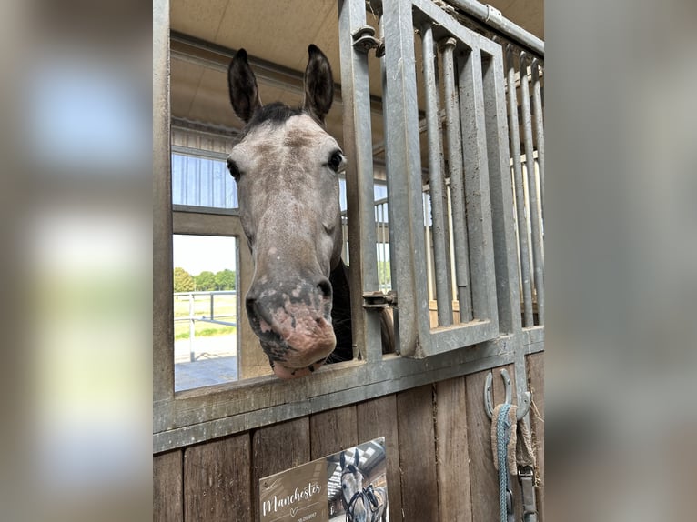KWPN Gelding 9 years 17 hh Grey-Blue-Tan in ErkelenzErkelenz