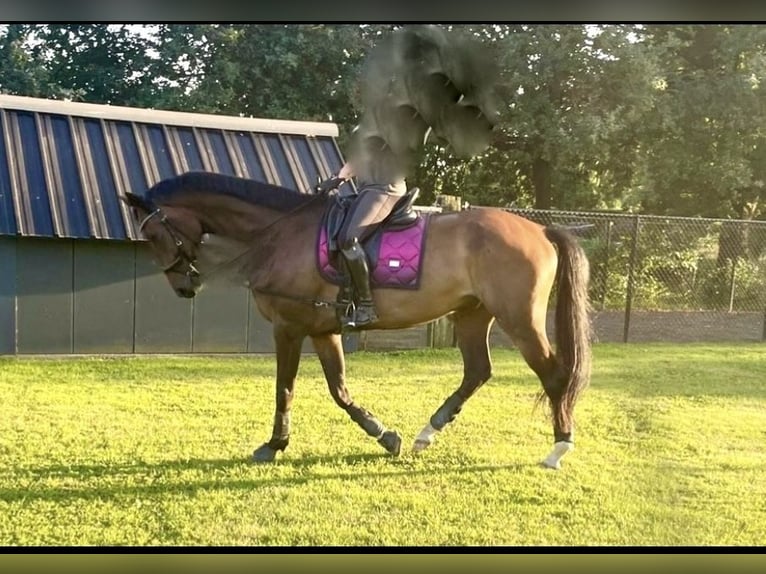 KWPN Gelding 9 years 17,1 hh Bay-Dark in Reusel