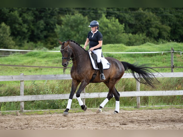 KWPN Gelding 9 years 17,1 hh Bay-Dark in Wolvega KWPN Gelding 9 years 17,1 hh Bay-Dark in Wolvega
