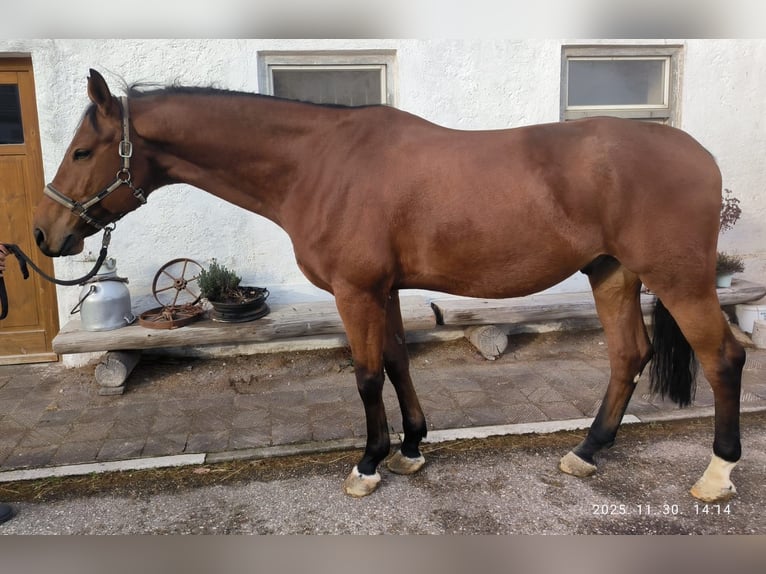 KWPN Gelding 9 years 17,1 hh Brown in Chieming