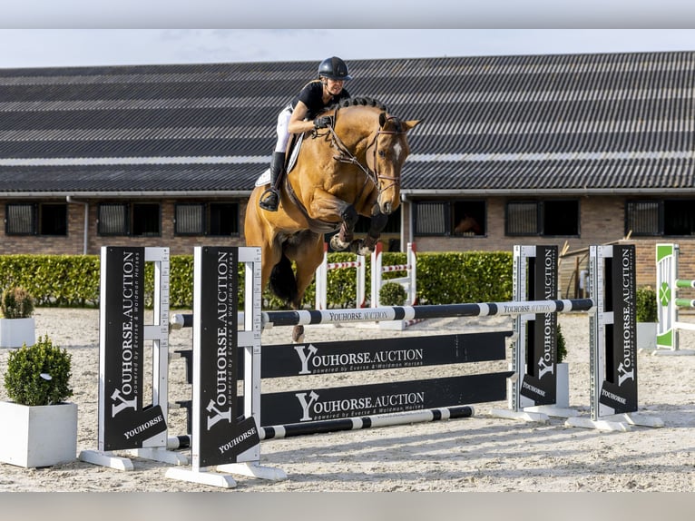 KWPN Gelding 9 years 17,1 hh in Waddinxveen