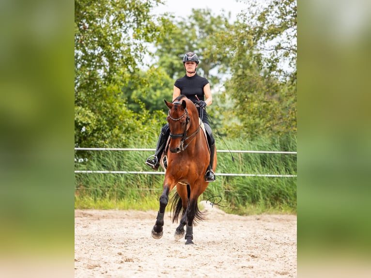 KWPN Gelding 9 years 17,2 hh Brown in Tijnje