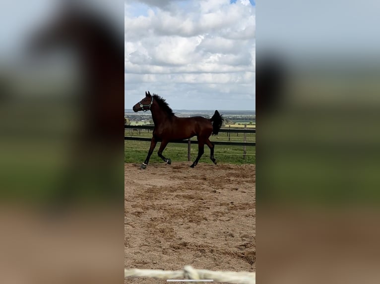 KWPN Gelding 9 years 17,3 hh Brown in Meckenheim