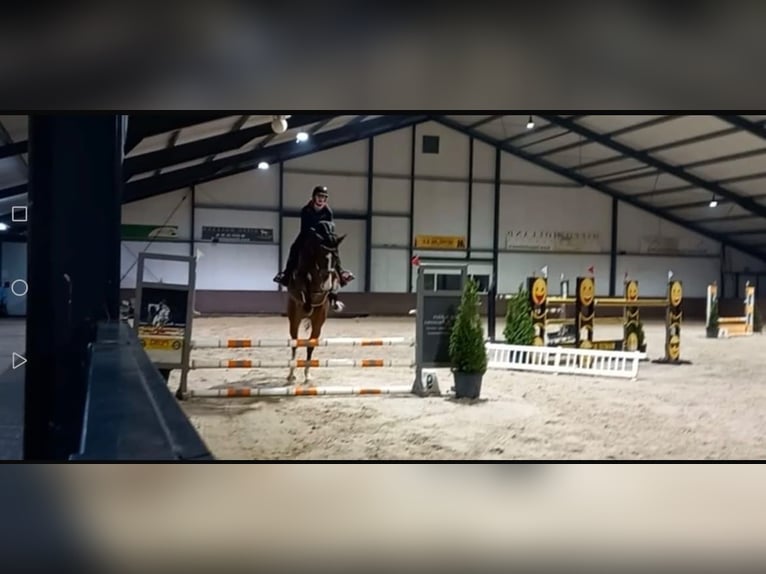 KWPN Gelding 9 years 18 hh Brown in Solothurn