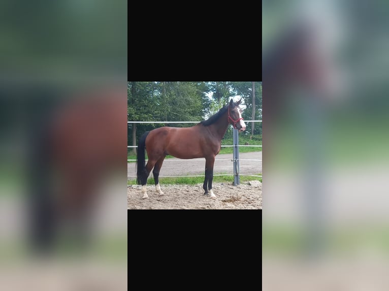 KWPN Gelding 9 years 18 hh Brown in Solothurn