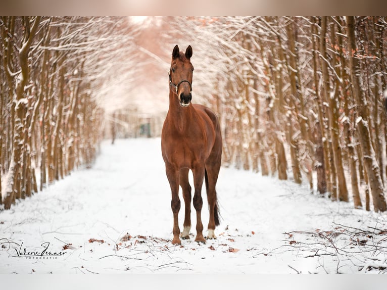 KWPN Gelding 9 years 18 hh Chestnut-Red in Blekendorf