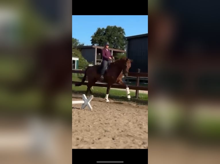 KWPN Gelding 9 years 18 hh Chestnut-Red in Blekendorf